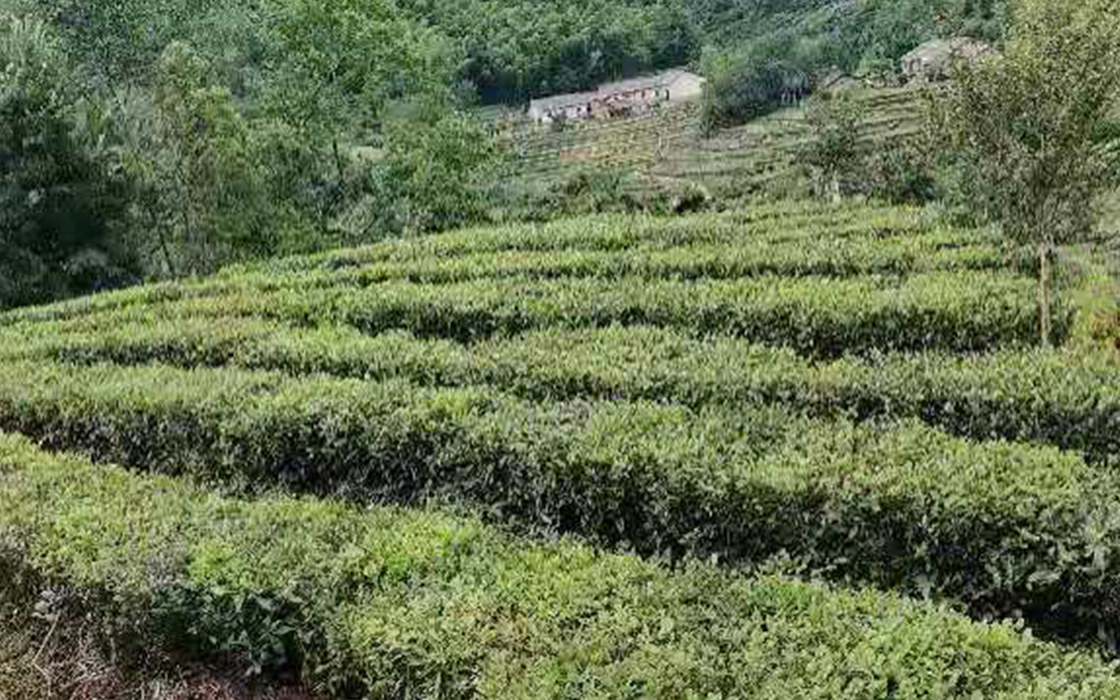 恒峰国际官网 - 天天有惊喜！